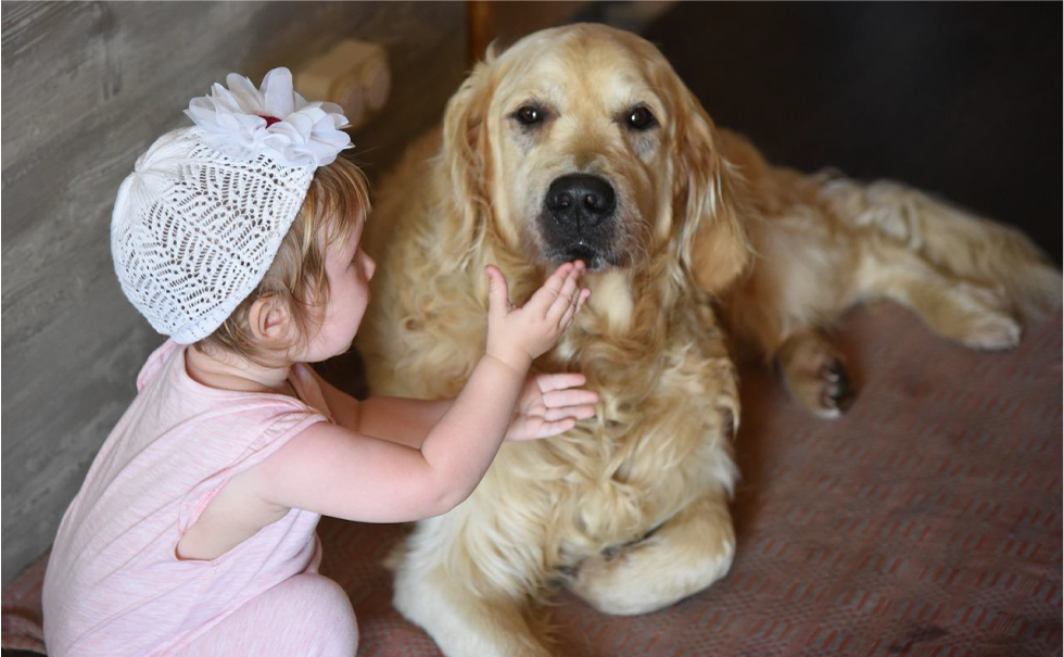 Golden retriever entre los mejores perros para niños