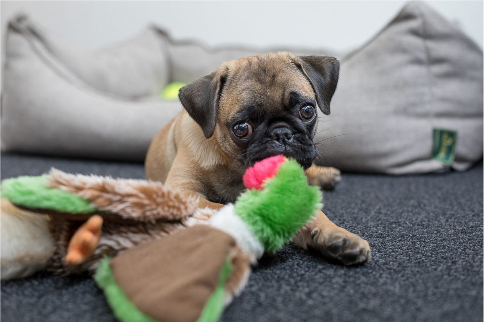 Pug también conocido como carlino 