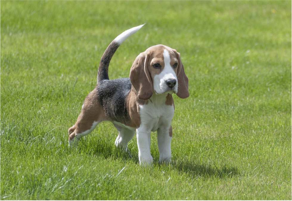 Beagle excelente perro para niños