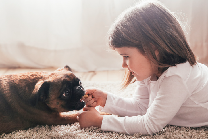 Griffon de bruselas raza de perro perfecta para niños