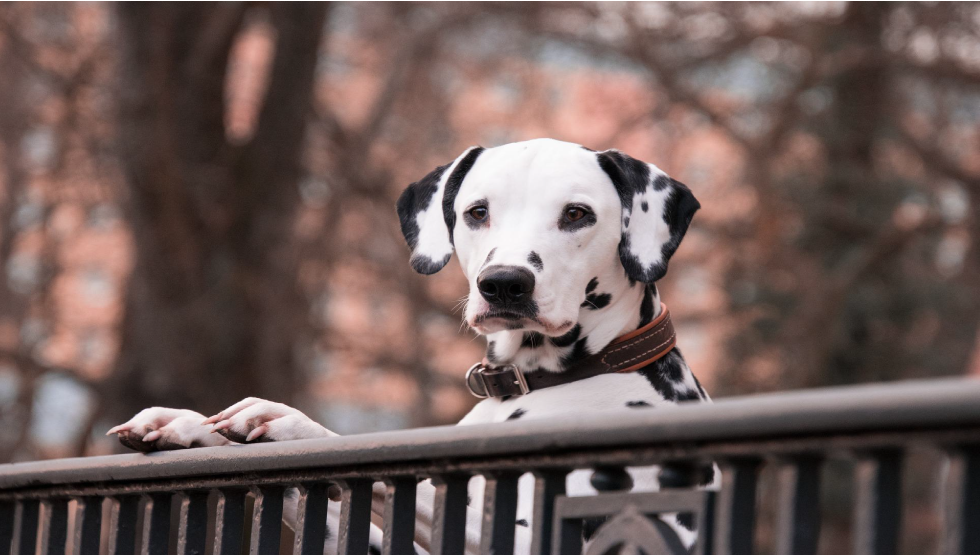 Razas de perro para hacer deporte, raza de perro Dalmata 