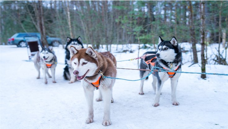 Husky siberiano razas de perro para hacer deporte