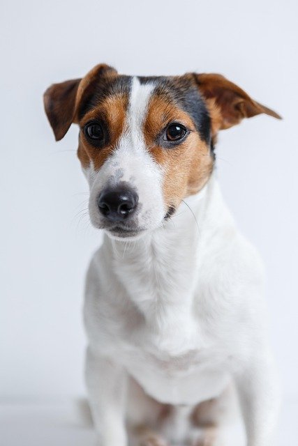 Raza de perro Jack Russell