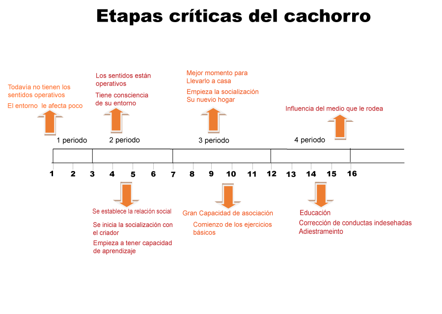 Esquemas de las etapas críticas del cachorro