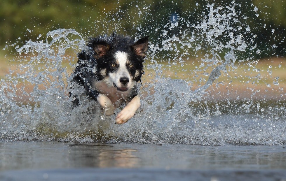 Perro corriendo en el agua  de raza Border Collie 