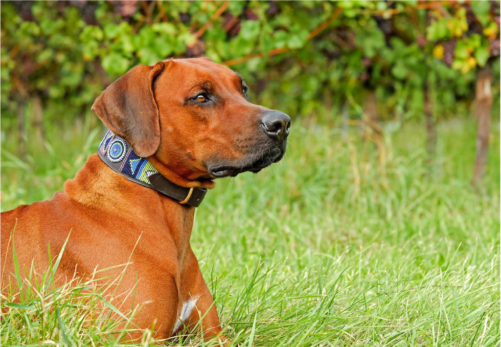 Razas de perro para hacer deporte. Raza de perro Rodesian Ridgeback