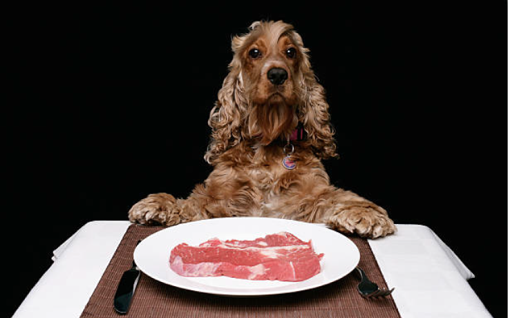 guía de como elegir el mejor pienso para perro: Perro de raza cocker 