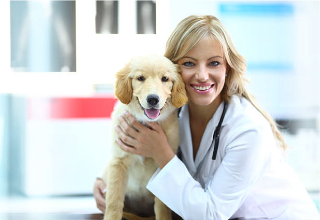 veterinaria y perros para crear habitos saludables 