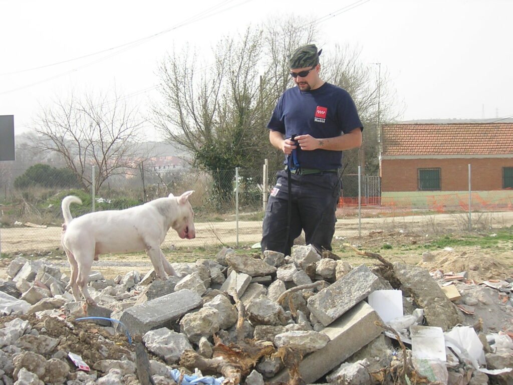 Bull terrier de rescate en escombros