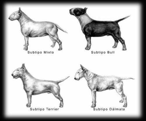 Tipos de bull terrier