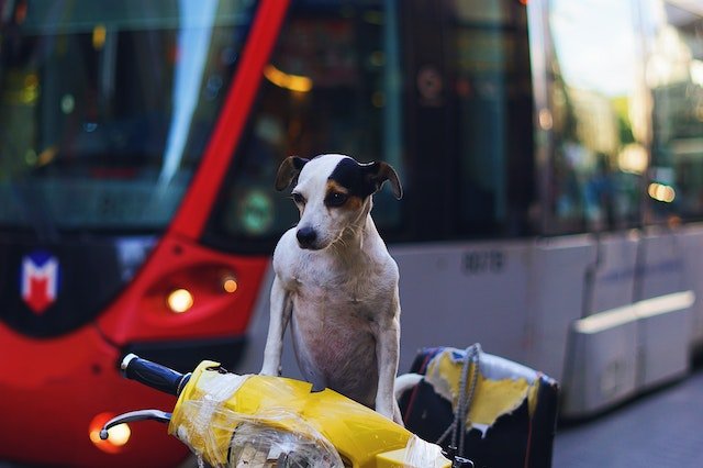 ¿Se puede llevar un perro en moto?