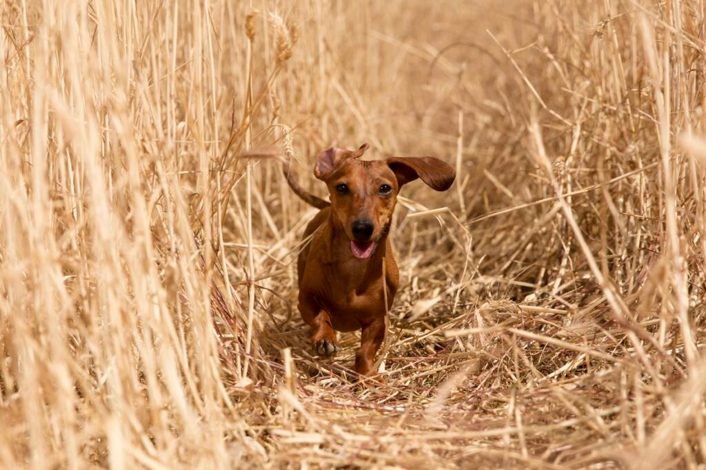 Caniche