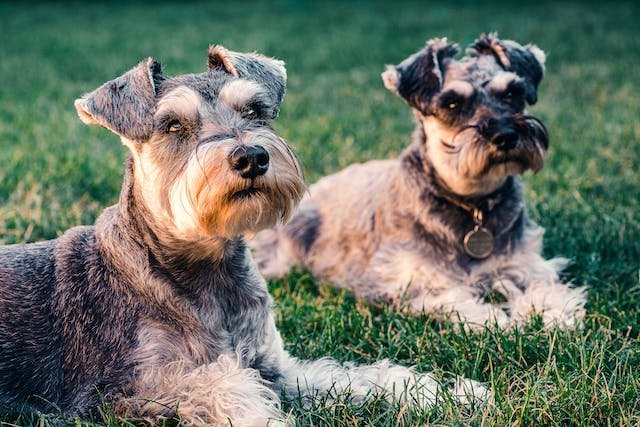 schnauzer miniatura