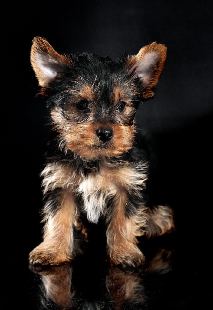 Razas de perro pequeñas