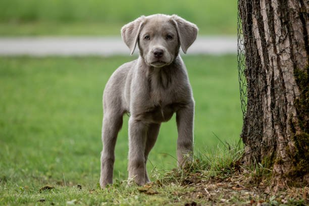 labrador silver 