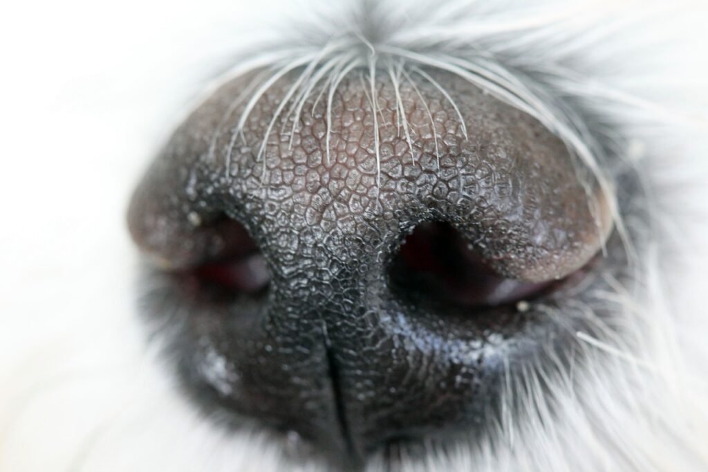 Curiosidades sobre los perros